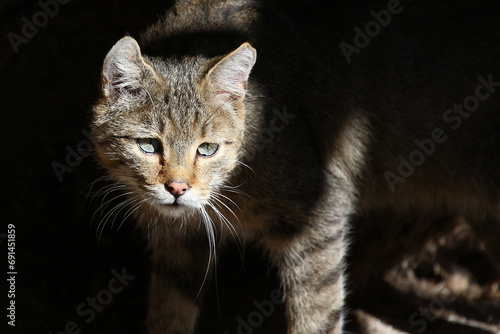 Photography Europäische Wildkatze / European wildcat / Felis sylvestris