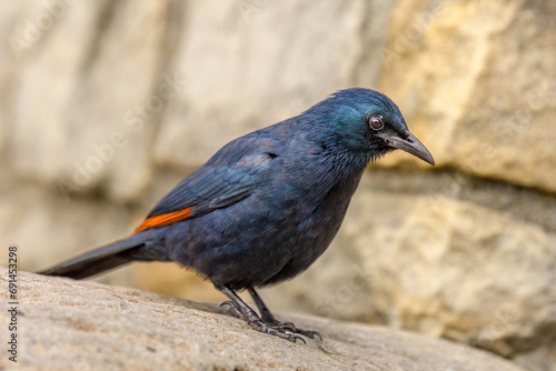 Red-winged starling (Onychognathus morio) photo