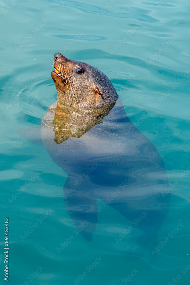 Fototapeta premium Cape fur seal
