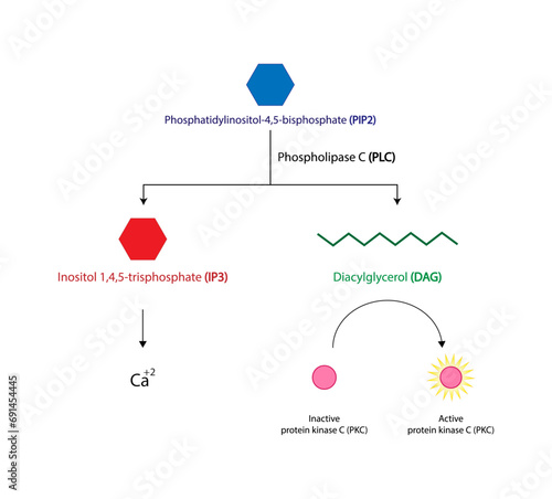 Phospholipase C (PLC). Diacylglycerol (DAG) and Inositol 1,4,5 trisphosphate. Protein kinase C (PKC). Vector illustration.