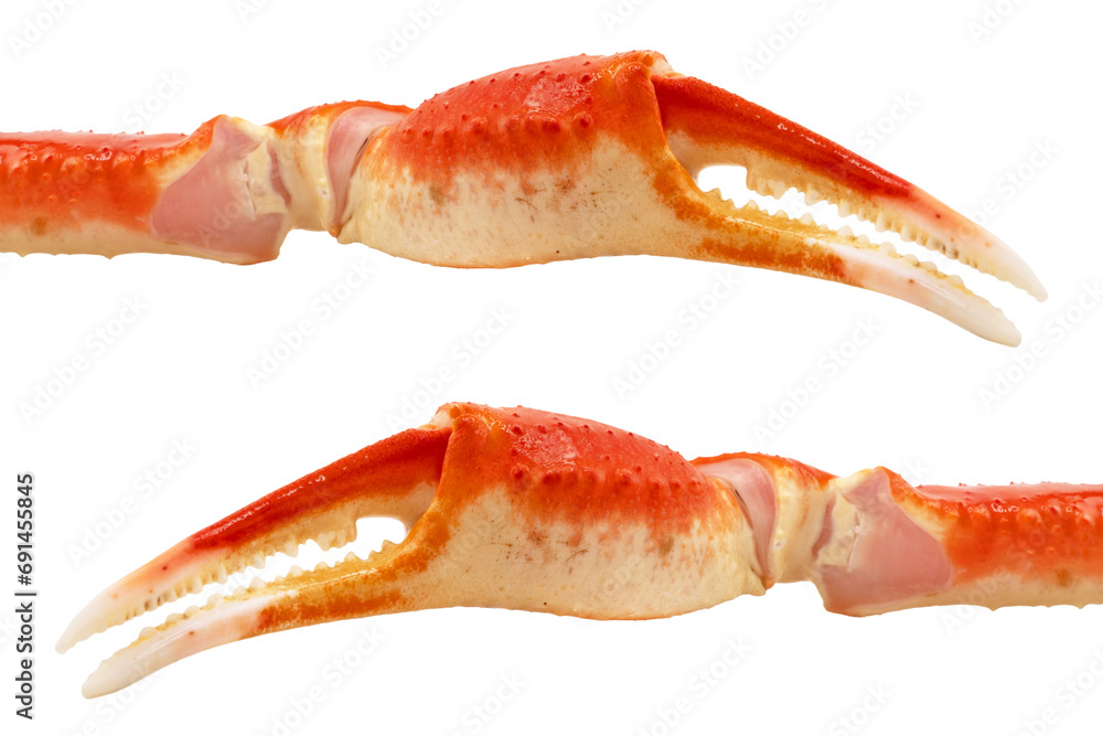 Cooked Peruvian Southern King crab leg isolated on a white background. Crab claws isolated on white background - obrazy, fototapety, plakaty 