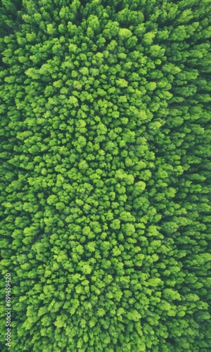 Aerial View Of A Road In A Green Forest.