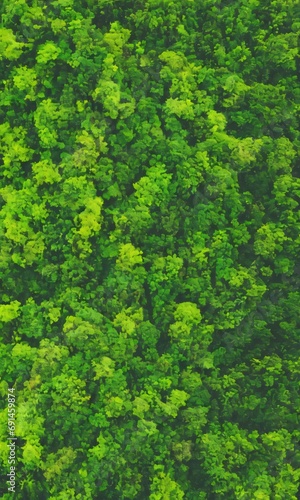 Top View Of Green Trees And Plants Jungle Forest. © Pixel Matrix