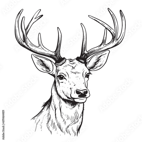 Stag deer head sketch vector graphics monochrome black-and-white drawing Vector illustration