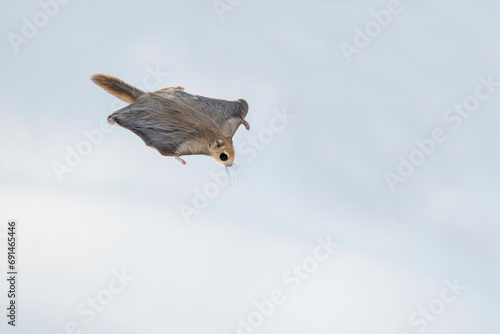 森を滑空するエゾモモンガ