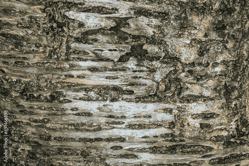 Illustration of Sakura or Prunus serrulata bark close-up. The texture of the trunk of Sakura. Background from living wood. Forest nature skin.
 photo