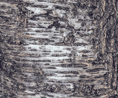 Vector illustration of Sakura or Prunus serrulata bark close-up. The texture of the trunk of Sakura. Background from living wood. Forest nature skin.
