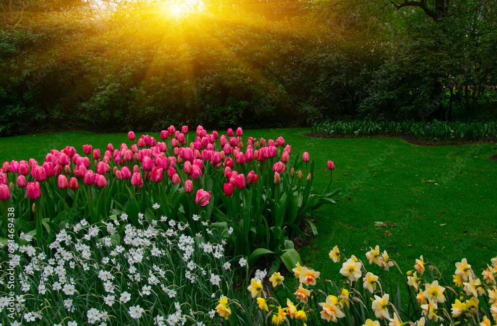 Obraz premium Tulips in the park in the sunlight
