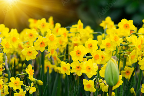Yellow narcissus in the park. Spring nature background.