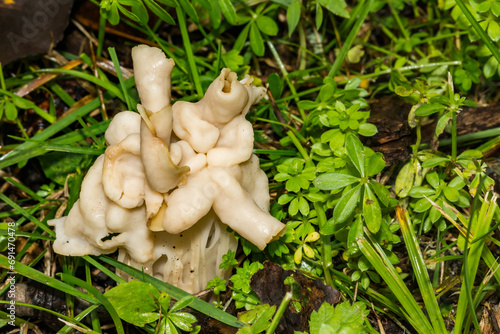 White Saddle - Helvella crispa photo