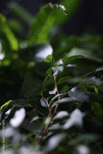 Plants with fresh green leaves in darkness  closeup