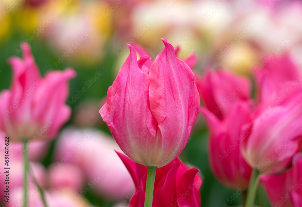 Close-up of tulip flower the colorful background.