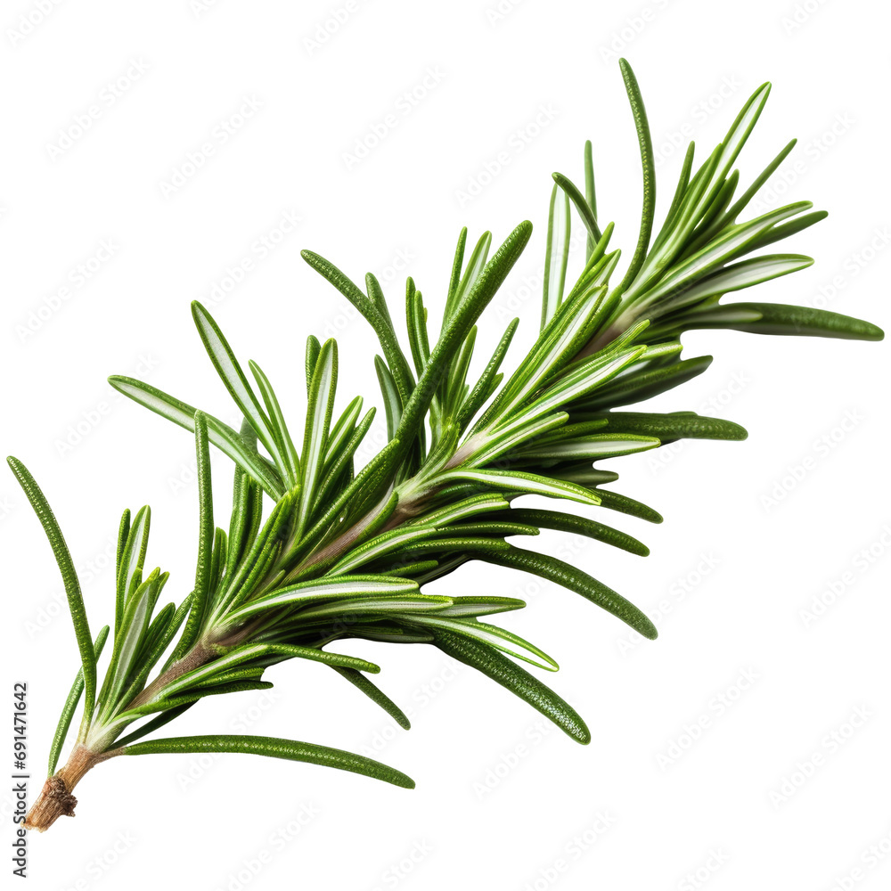 Fototapeta premium Rosemary isolated on transparent background