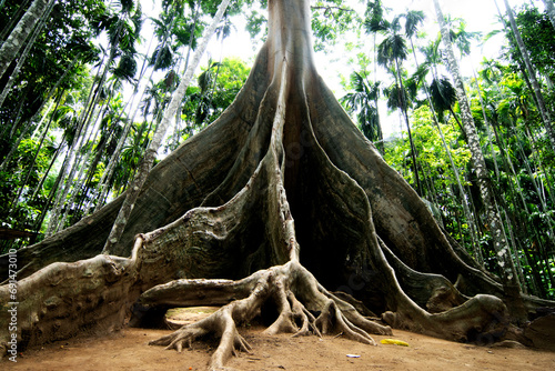 100 year old ancient tree roots in Thailand
