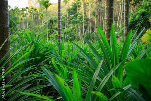Pandan leaves grow in tropical forest