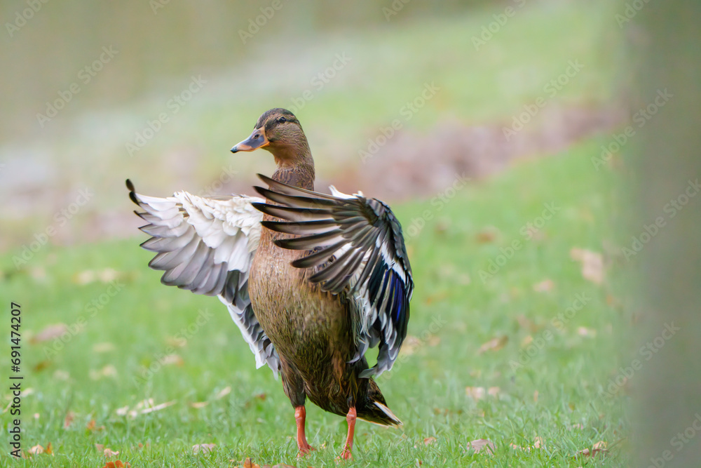 Stockente weiblich Stockente weiblich