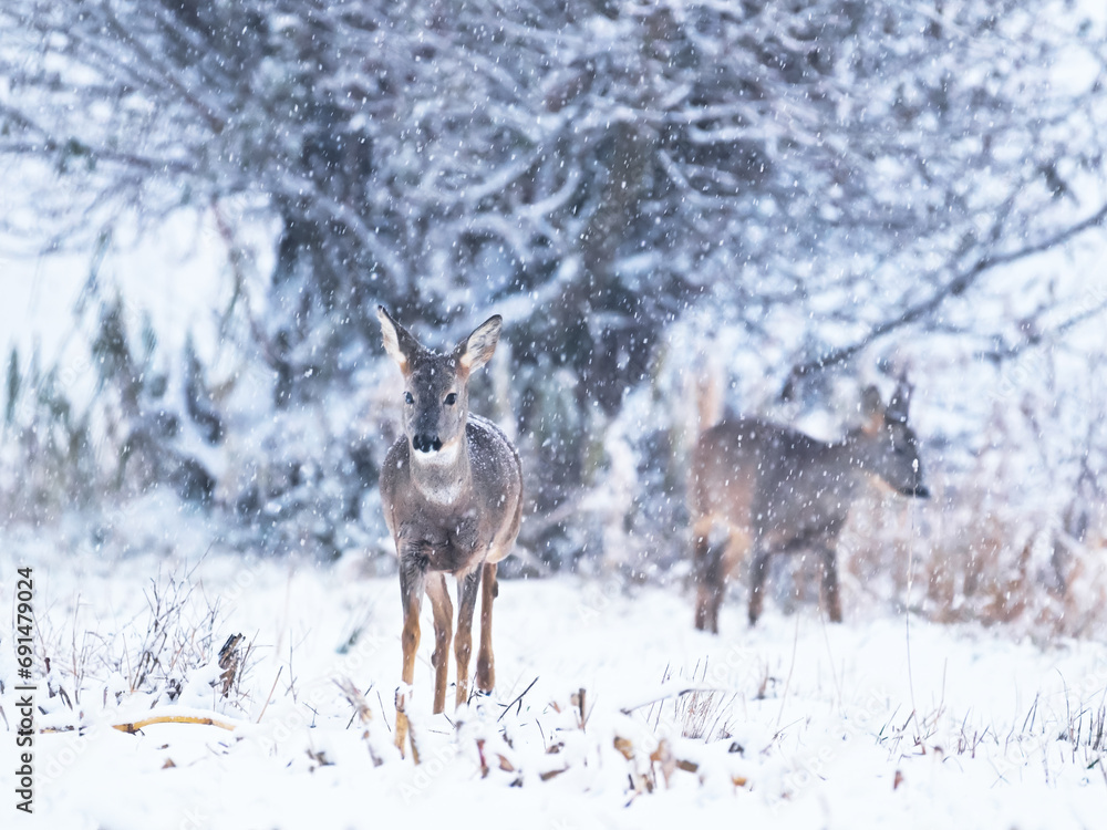 Obraz premium Roe deer family in winter. Group of deer in snow covered country. Wild animals with snowy trees on background