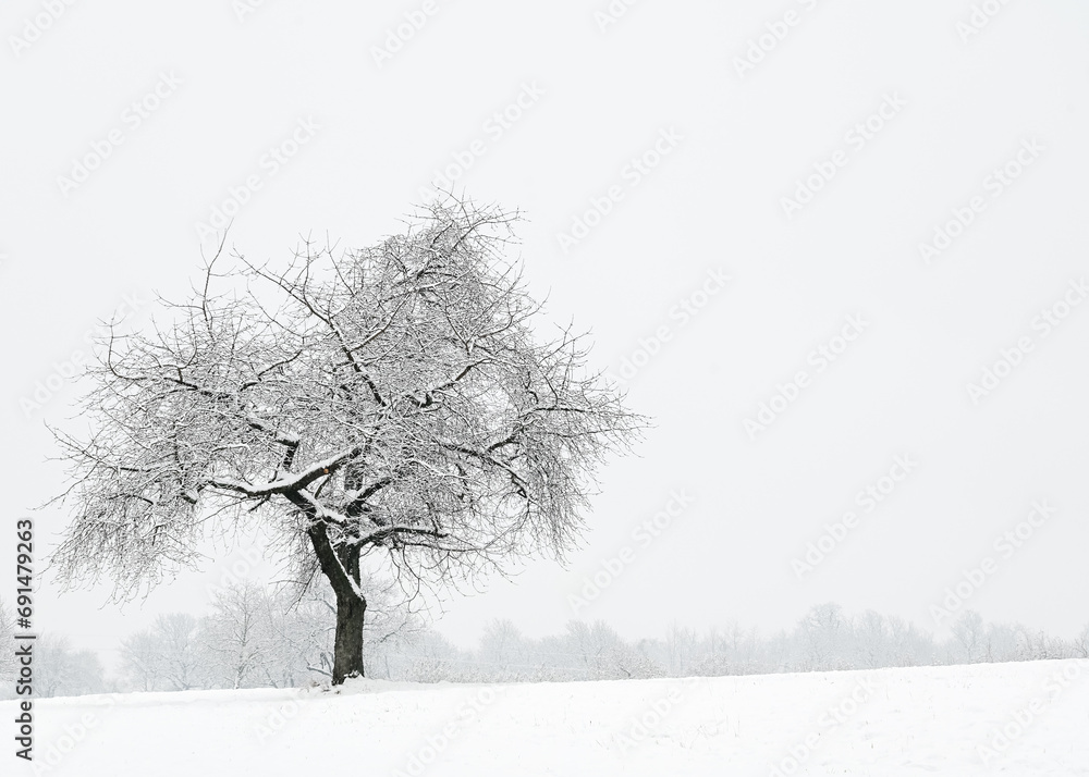 Fototapeta premium Snow covered tree in winter