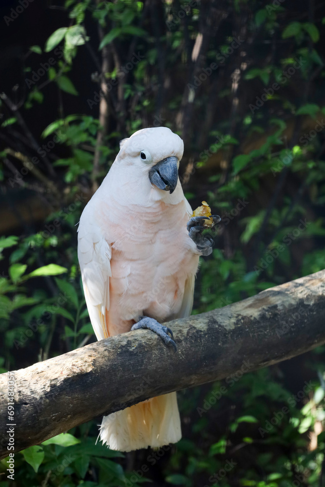 The moluccan cockatoo bird in garden The moluccan cockatoo bird in garden