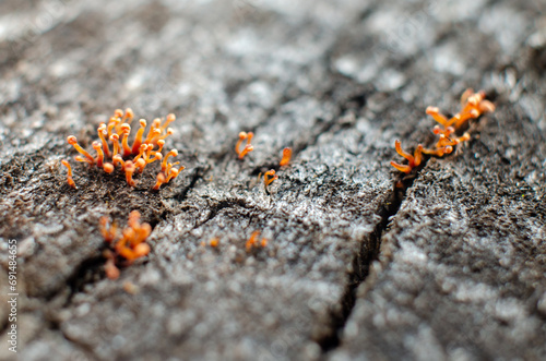 Lichen on stone