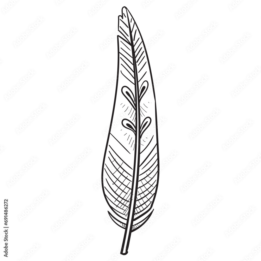 feathers handdrawn illustration feathers handdrawn illustration