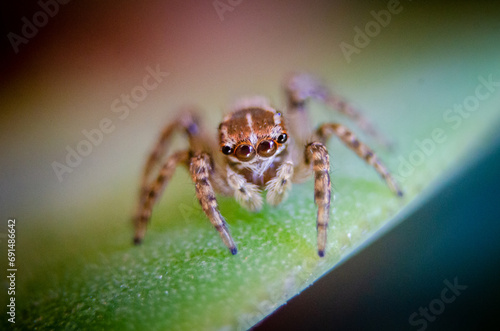 Macro spider on a leaf