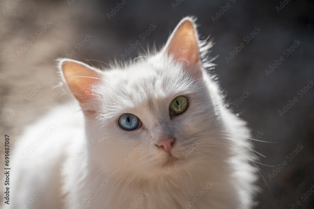 Close-up of a cat with different color eyes, a cat with a blue and green eye looks at the camera, unusual street cat, heterochromia Close-up of a cat with different color eyes, a cat with a blue and green eye looks at the camera, unusual street cat, heterochromia