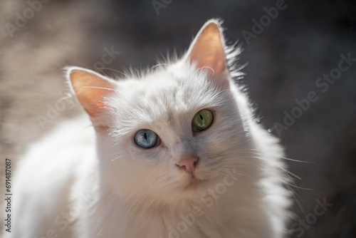Close-up of a cat with different color eyes, a cat with a blue and green eye looks at the camera, unusual street cat, heterochromia
