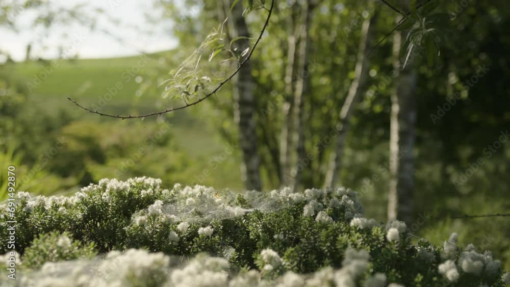Rack focus from a blooming bush to birch trees in a natural garden Rack focus from a blooming bush to birch trees in a natural garden