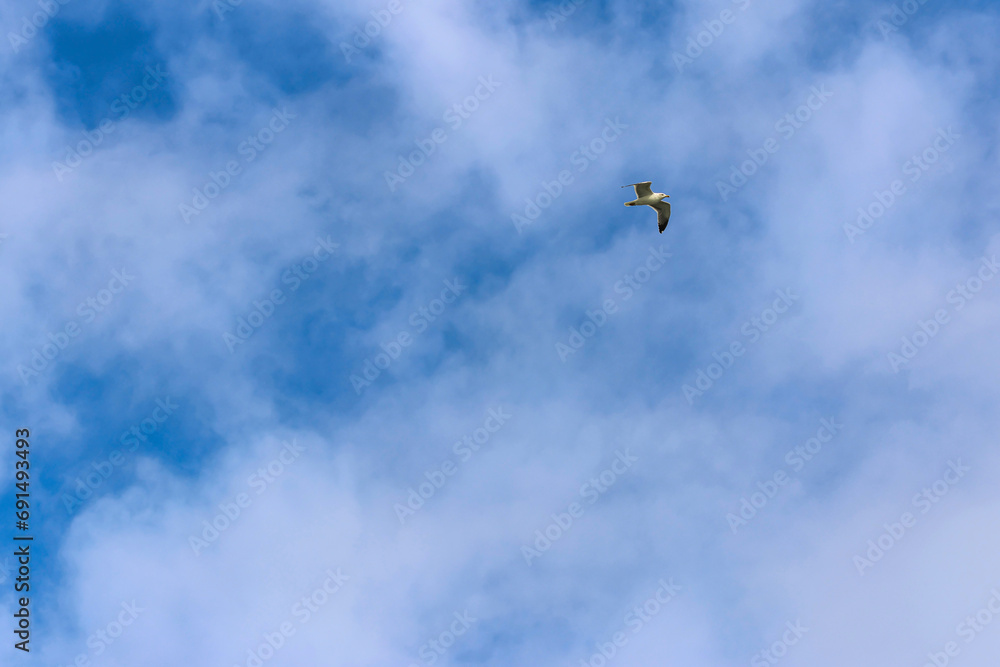 Aquatic animals. A seagull flying under a blue sky. Space for text Aquatic animals. A seagull flying under a blue sky. Space for text