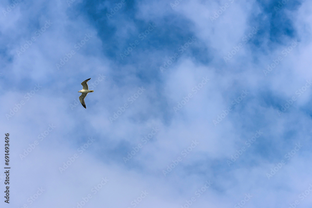 Aquatic animals. A seagull flying under a blue sky. Space for text