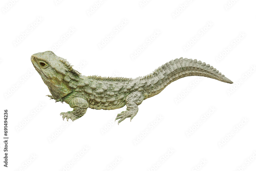 Obraz premium Tuatara isolated png