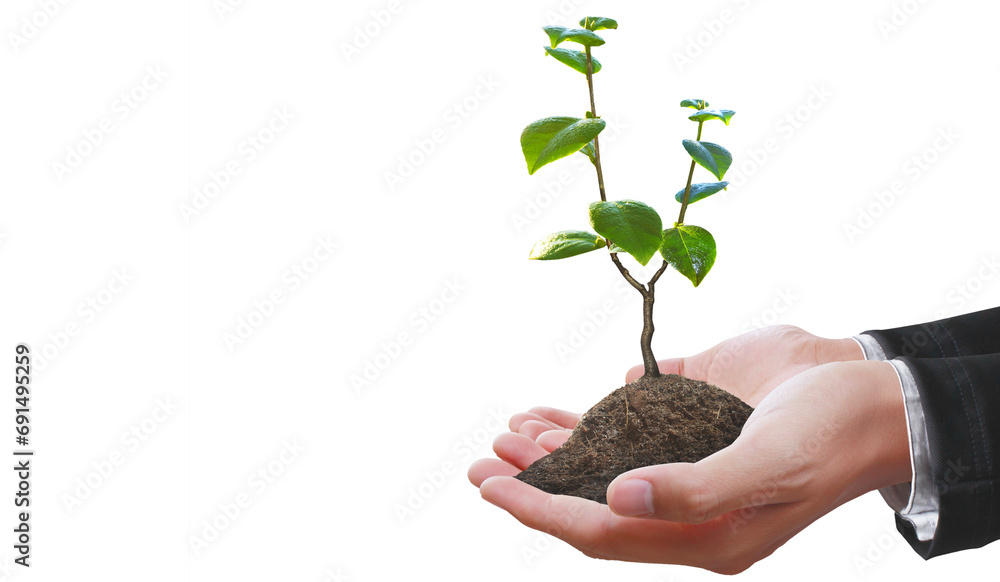Human hands holding sprout young plant tree