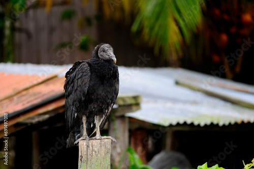 Rabengeier // American Black Vulture (Coragyps atratus) - Miskitoküste, Honduras photo