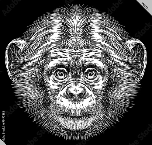 Vintage engraving isolated chimpanzee set illustration chimp ink sketch. Monkey background primate silhouette art. Black and white hand drawn vector image