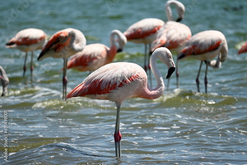 Flamencos