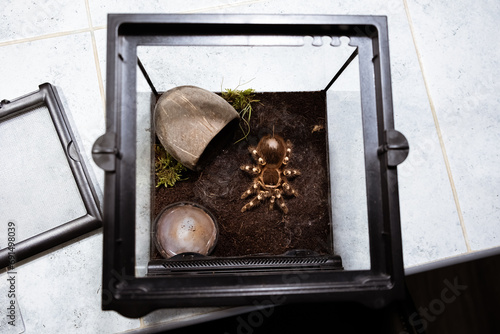 A big spider sitting in a terrarium close-up. Acanthoscurria geniculata. Tarantula. Horror and phobia concept. Large size. Toxic poison. Brazilian tropical animal. Cracked chitin. High quality 4k