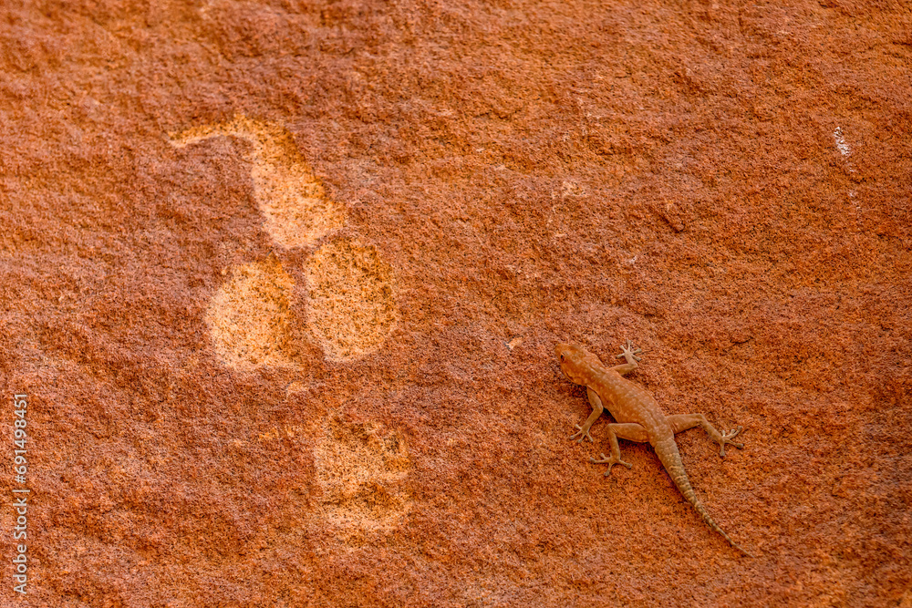lizard on sandstone, Damaraland, Twyfelfontein, Namibia lizard on sandstone, Damaraland, Twyfelfontein, Namibia