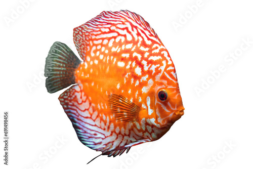 Canvas Print Full body of colorful discus or pompadour fish, Orange gold fish, isolated on transparent background, Amazon river animal, South America pompadour fish