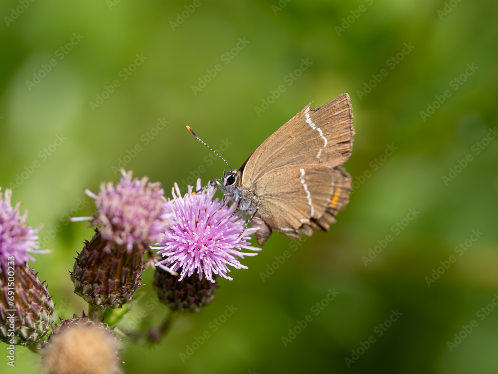 White-letter Hairstreak Feeding on Creeping Thistle White-letter Hairstreak Feeding on Creeping Thistle