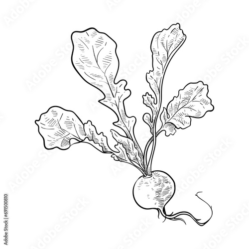 radish handdrawn illustration