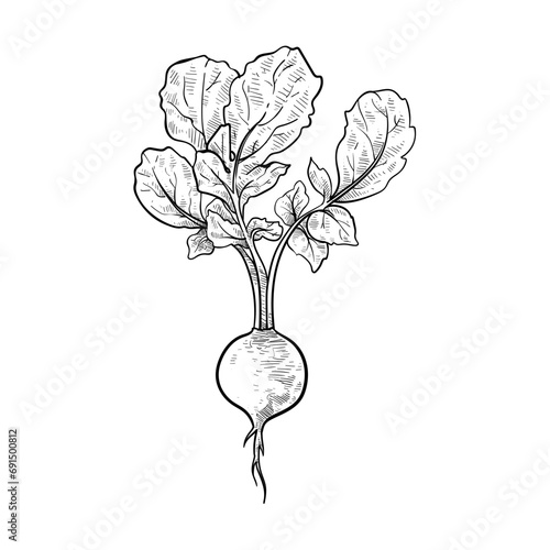 radish handdrawn illustration