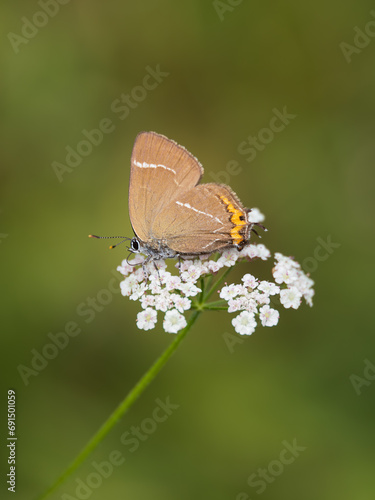 White-letter Hairstreak Feeding on Creeping Thistle photo