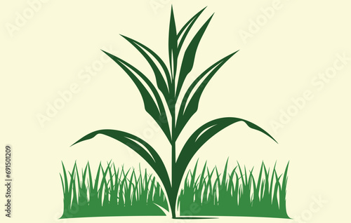 Corn plantation. Vector illustration of sweet corn sprouting in field