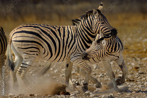 two Burchell s zebras playing  