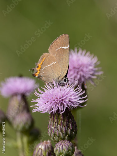 White-letter Hairstreak Feeding on Creeping Thistle photo