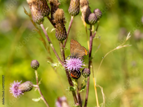 White-letter Hairstreak Feeding on Creeping Thistle