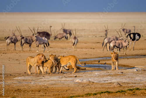 Lions near a watering hole with gemsboks and ostriches seen in the background, Saltpan, Etosha National Park, Namibia