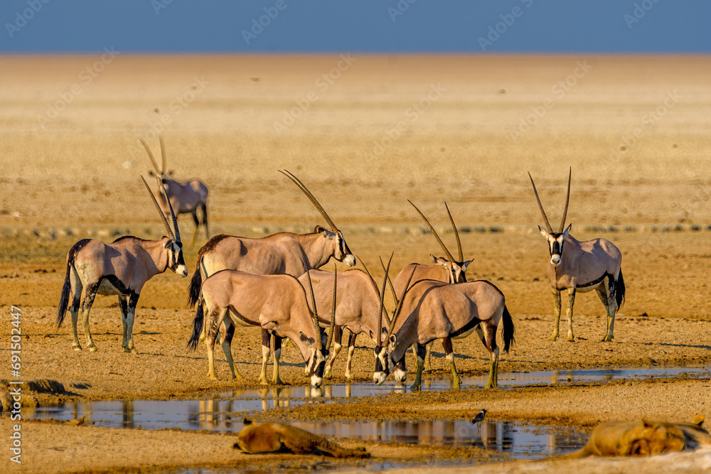 Fototapeta premium Gemsbok or South African oryx (Oryx gazella), Saltpan, Etosha National Park, Namibia