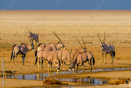 Gemsbok or South African oryx (Oryx gazella), Saltpan, Etosha National Park, Namibia photo